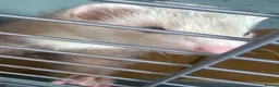 Ferret rodents for sale: 8 week baby ferrets - Advert 3