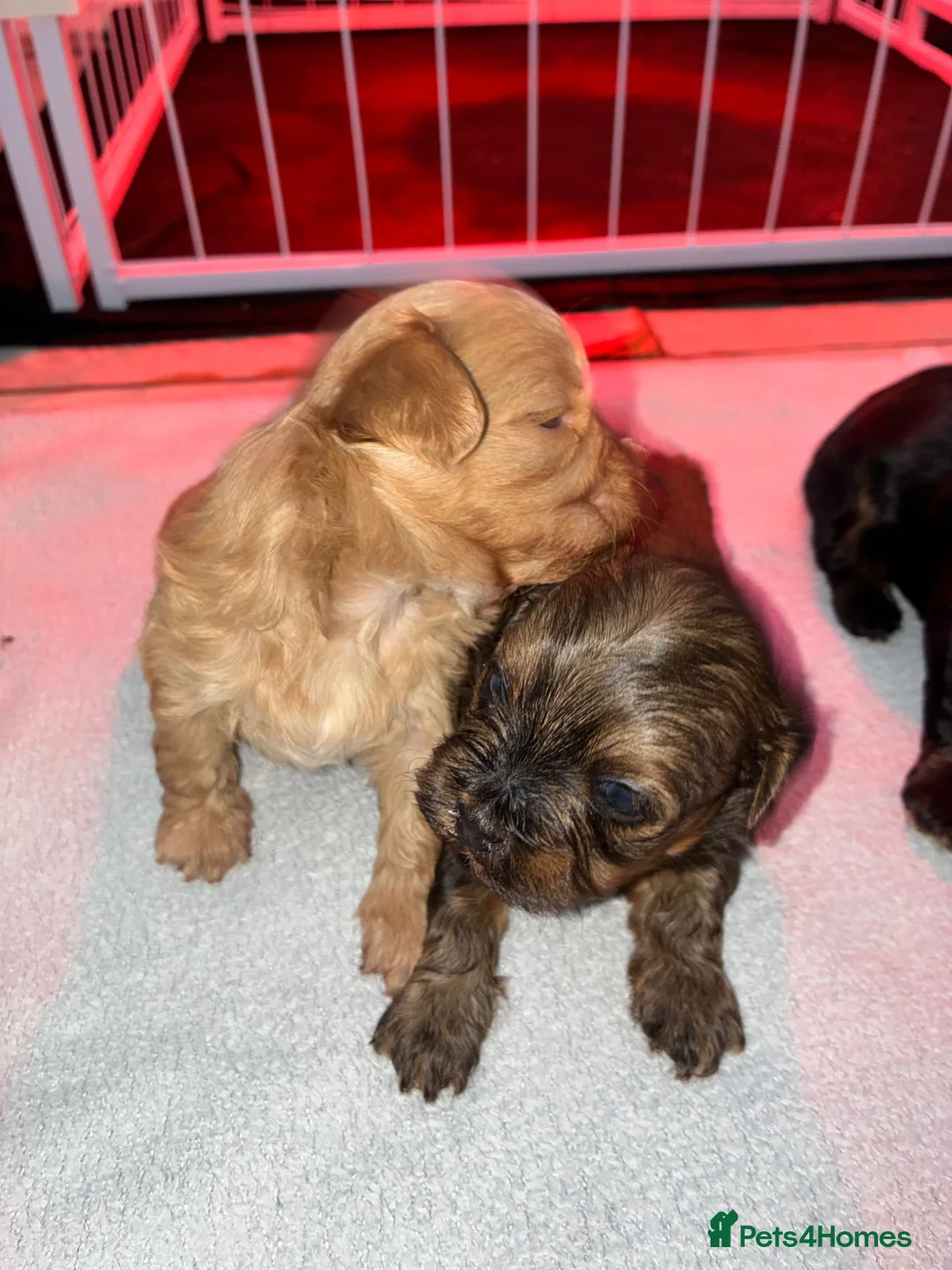 Shihpoo dogs for sale: Gorgeous shihpoo pups in Ellesmere Port - Advert 6