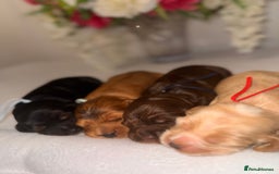Cocker Spaniel dogs for sale: 🐶🐾beautiful show cocker spaniel puppy’s 🐶🐾 - Image 18