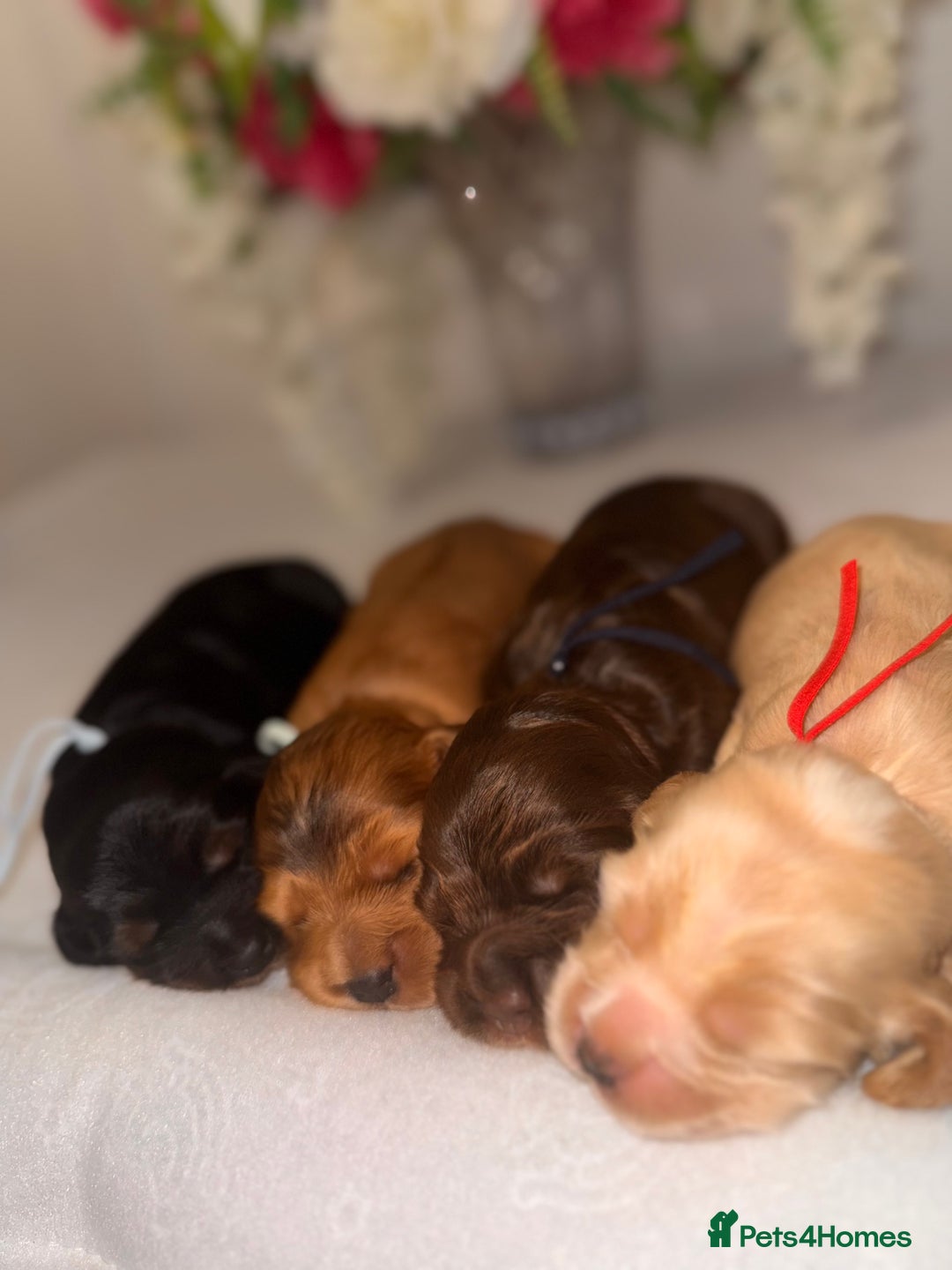 Cocker Spaniel dogs for sale: 🐶🐾beautiful show cocker spaniel puppy’s 🐶🐾 - Image 18