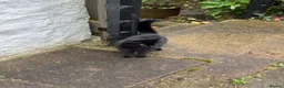 Mixed Breed cats for sale: Skyla - small black cat (5.5 years old) in Abergavenny - Advert 5