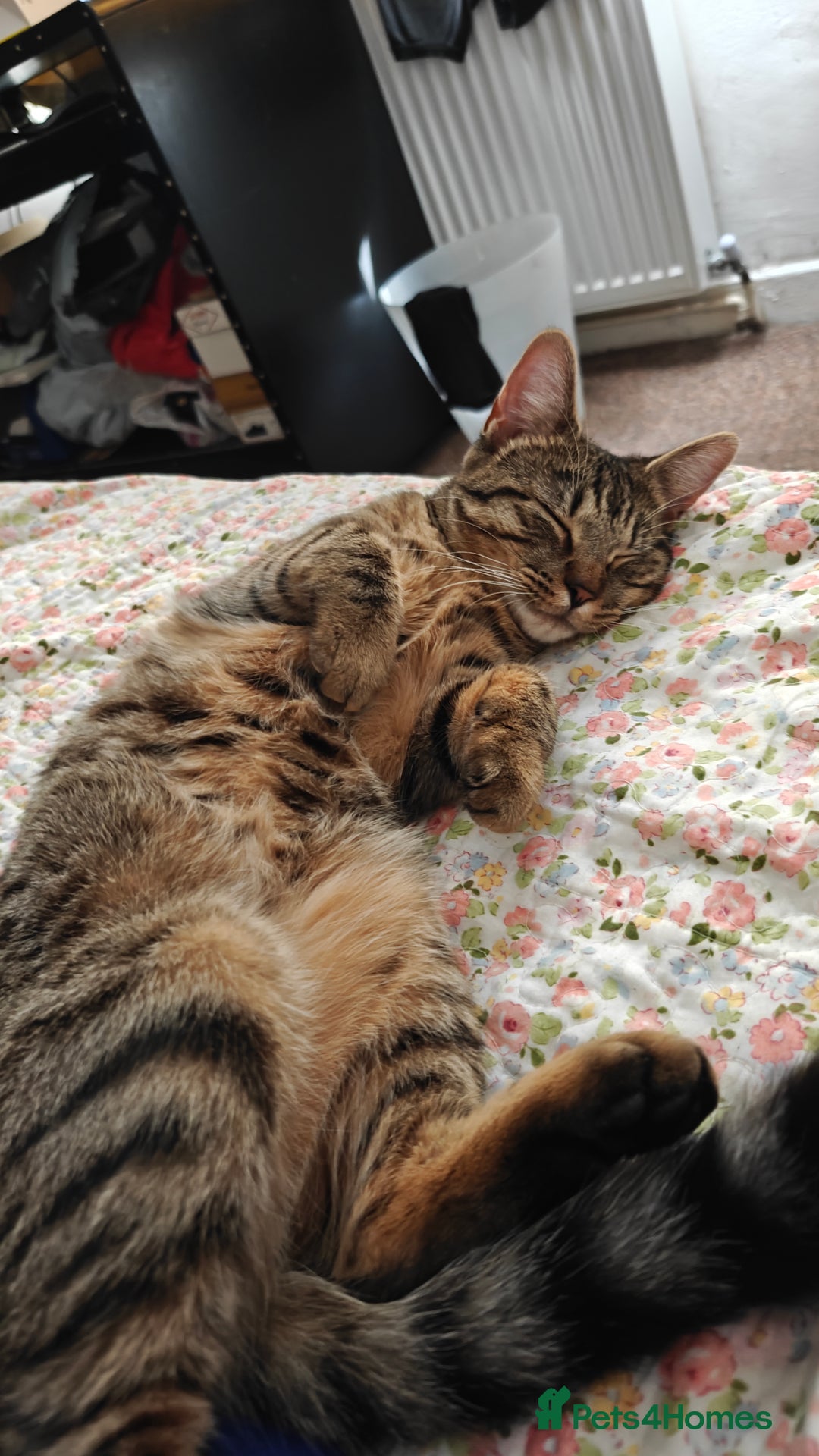 Mixed Breed cats for sale: Cat to rehome - Image 6