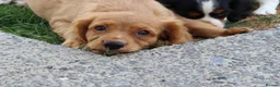 Cockapoo dogs for sale: Cockerlierpoo puppies for sale - Advert 15