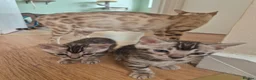 Bengal cats for sale: Champion Bloodline TICA Bengal Kittens in Peterborough - Advert 5
