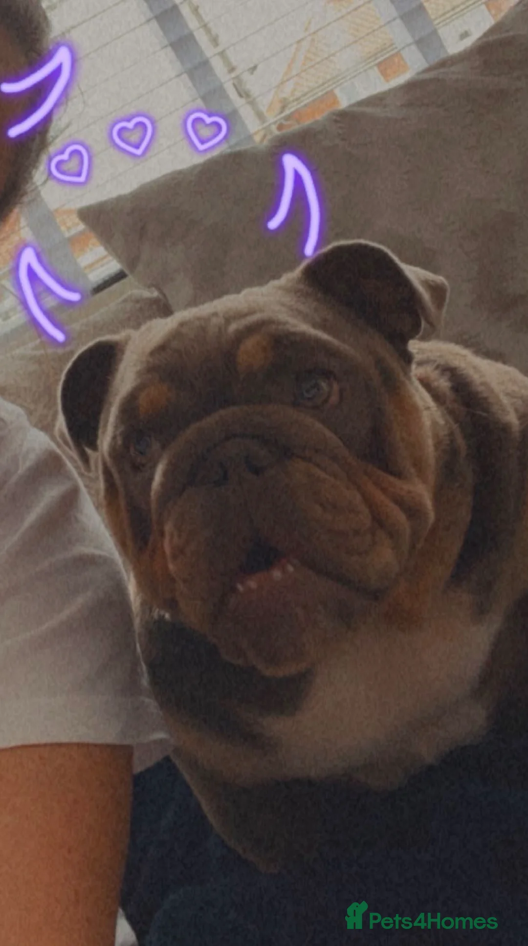 English Bulldog dogs for sale: Rehoming female English bulldog - Advert 2