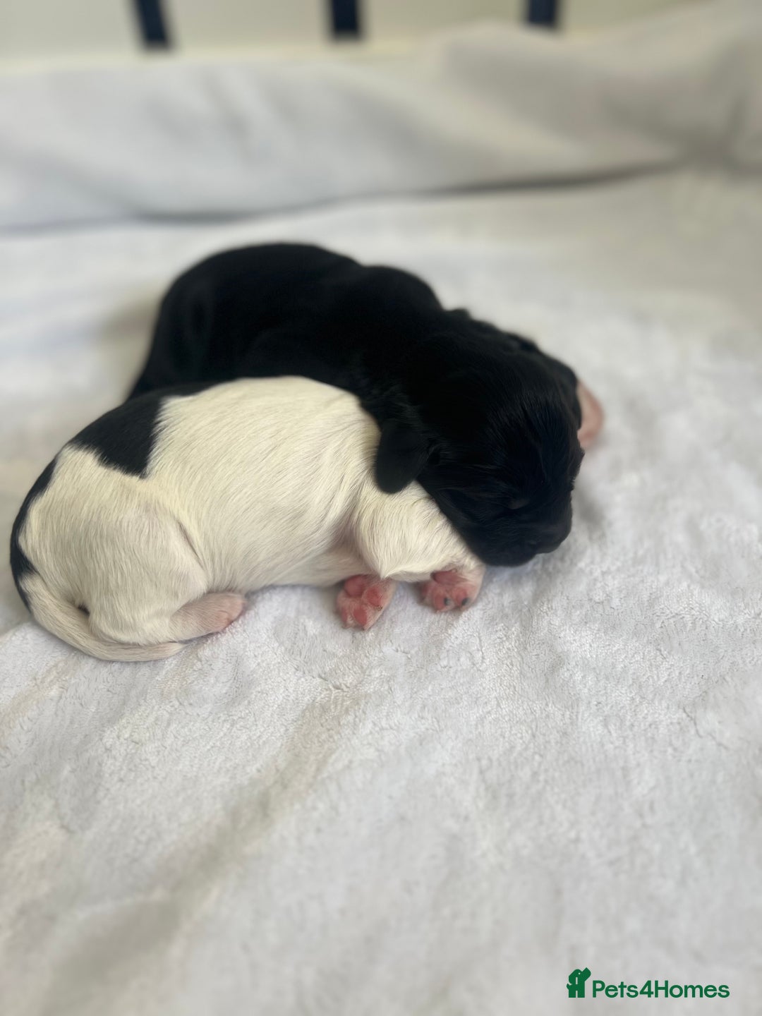Sprocker dogs for sale: Sprocker Spaniel Puppies - Image 13