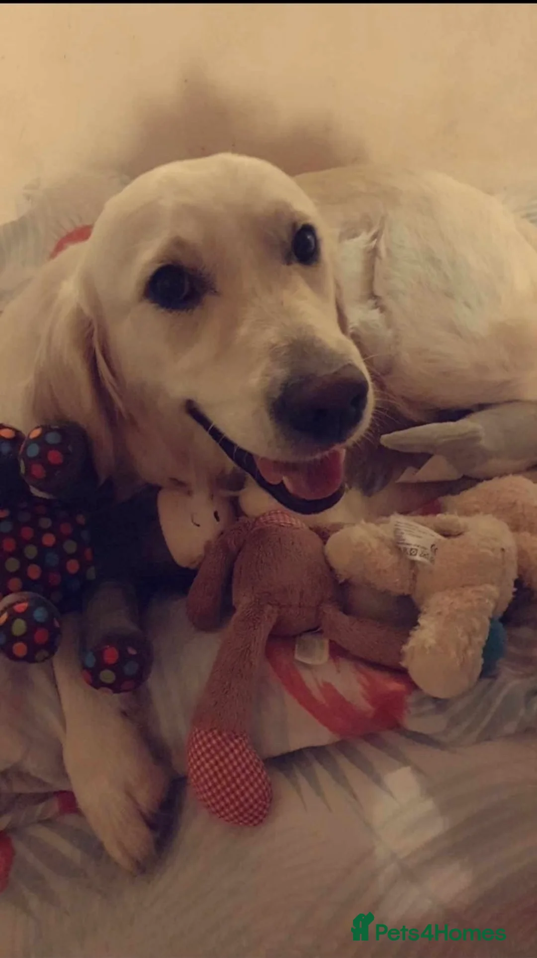 Goldendoodle dogs for sale: Goldendoodles puppies - health tested in Eastleigh - Advert 2