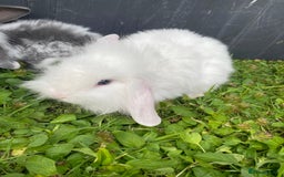 Mixed Breed rabbits for sale: Baby rabbits male and females - Image 7