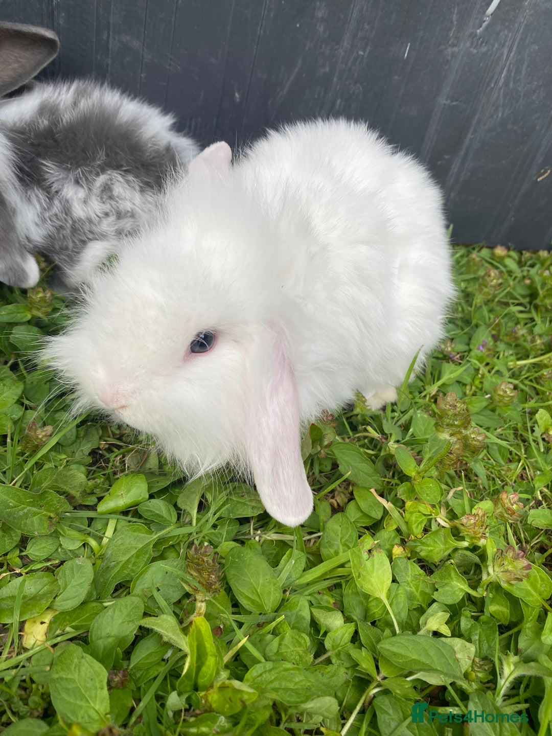 Mixed Breed rabbits for sale: Baby rabbits male and females - Image 7