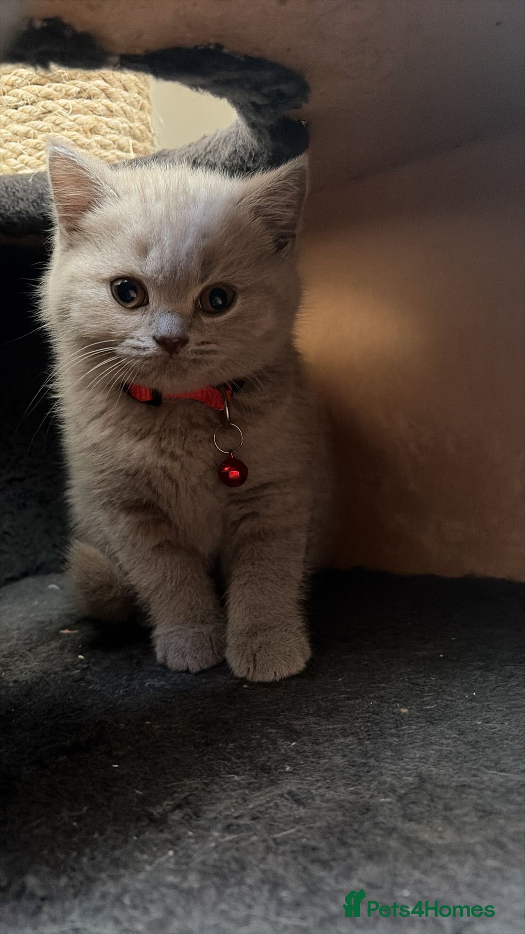 British Shorthair cats for sale: 3 lilac BSH - Advert 5