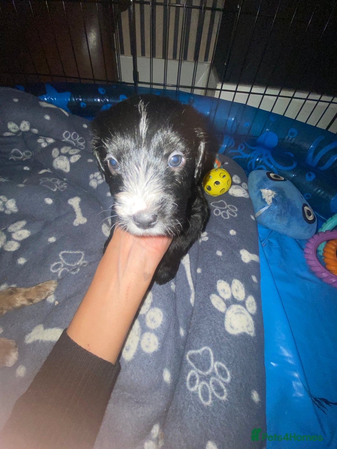 Mixed Breed dogs for sale: Staffypoos for sale - Image 16