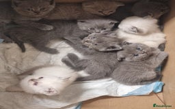 Scottish Fold cats for sale: Very Friendly Kittens, Pedigree Scottish Fold  - Image 12