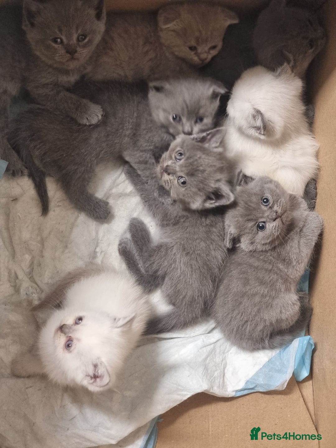 Scottish Fold cats for sale: Very Friendly Kittens, Pedigree Scottish Fold  - Image 12