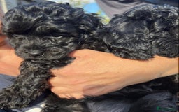 Cavapoo dogs for sale: Stunning premium F1 Cavapoos 🥰 DNR tested parents - Image 14