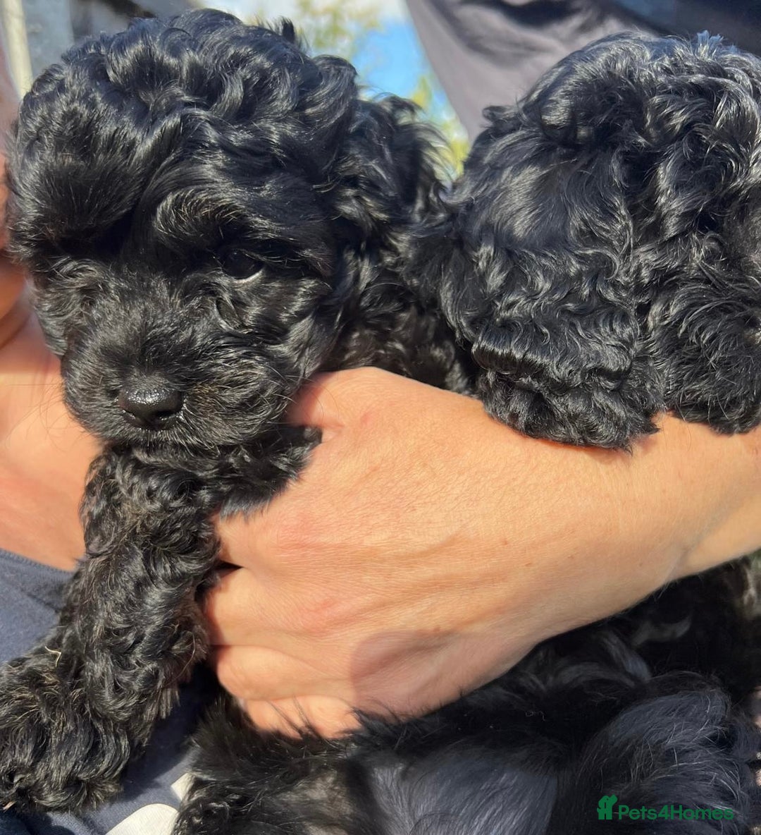 Cavapoo dogs for sale: Stunning premium F1 Cavapoos 🥰 DNR tested parents - Image 14