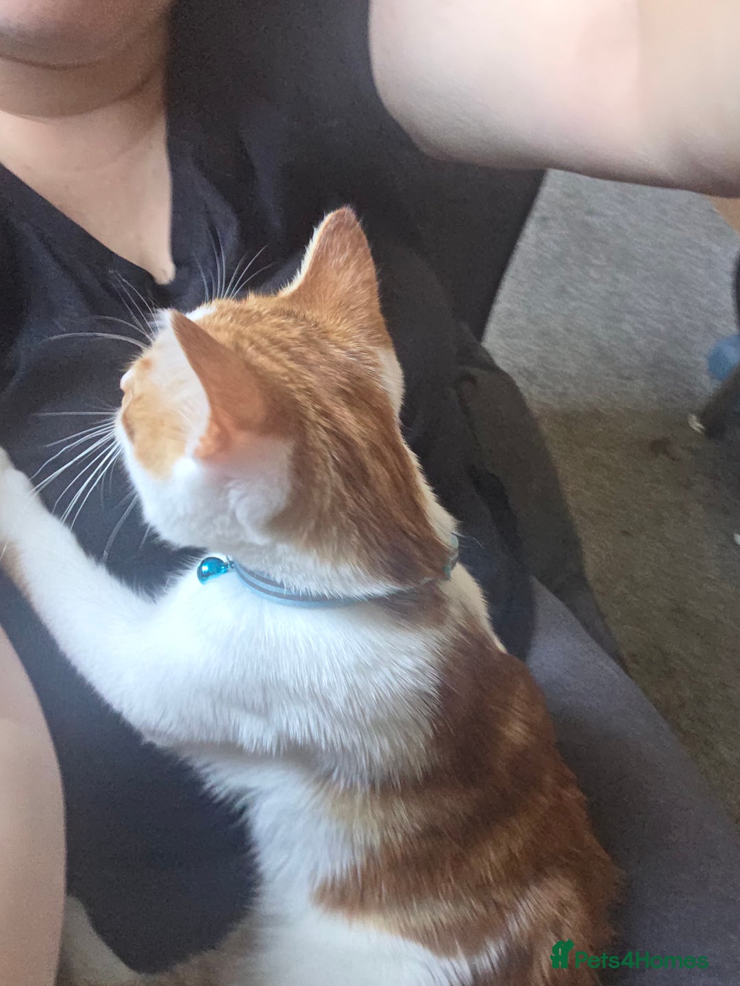 Mixed Breed cats for sale: White&ginger male cat  - Advert 5