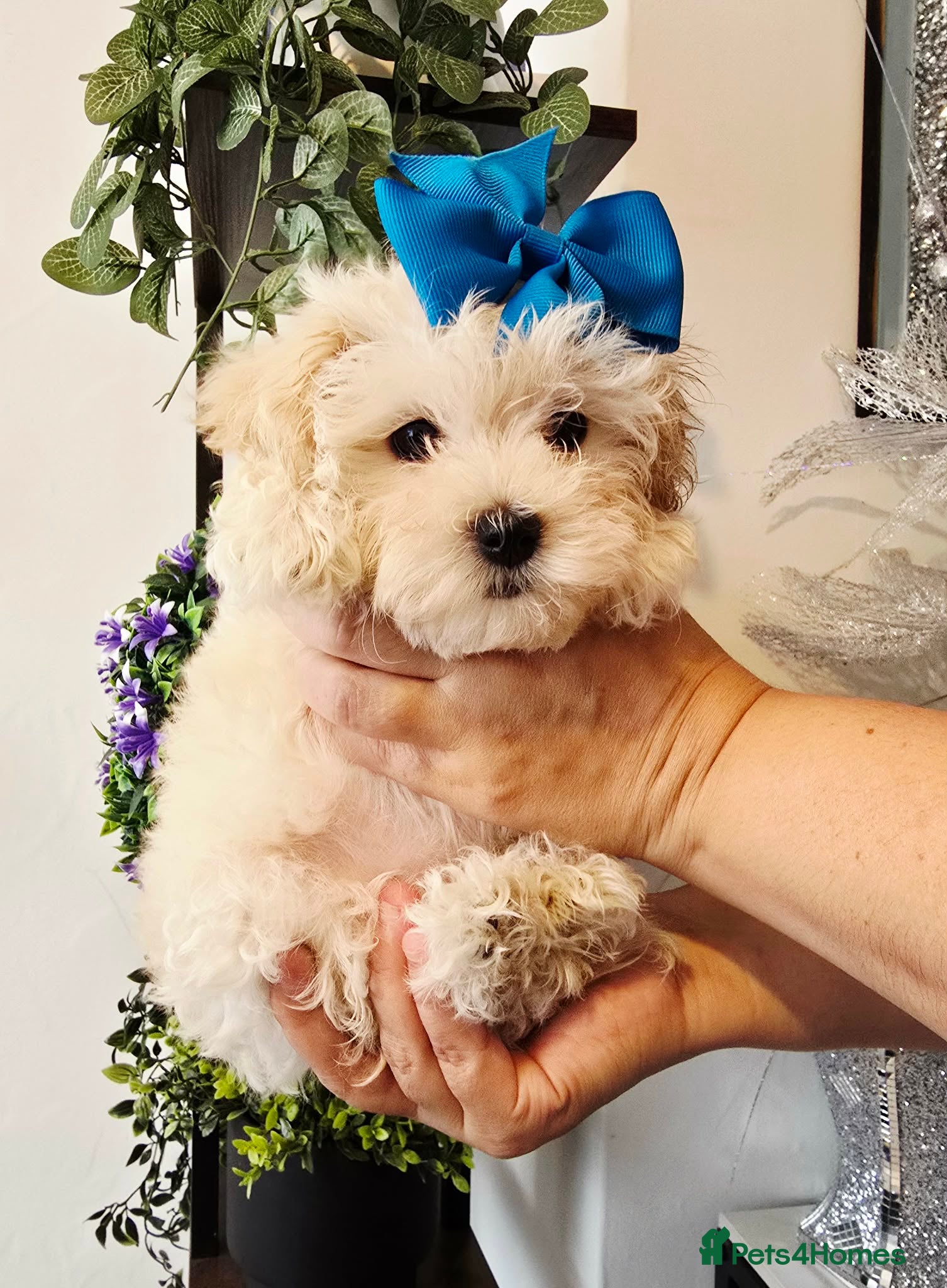 Maltipoo dogs £1000. 1 Girl left . READY NOW . - Advert 17
