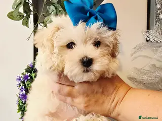 Maltipoo dogs £1000. 1 Girl left . READY NOW . - Advert 17
