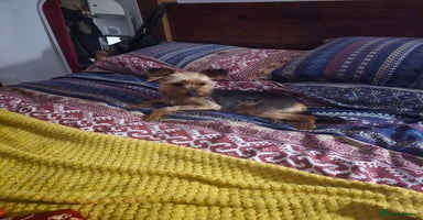 Yorkshire Terrier dogs - Advert 3