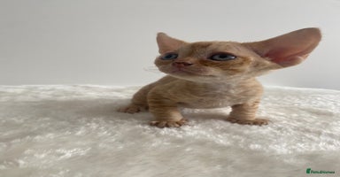Devon Rex cats - Advert 5