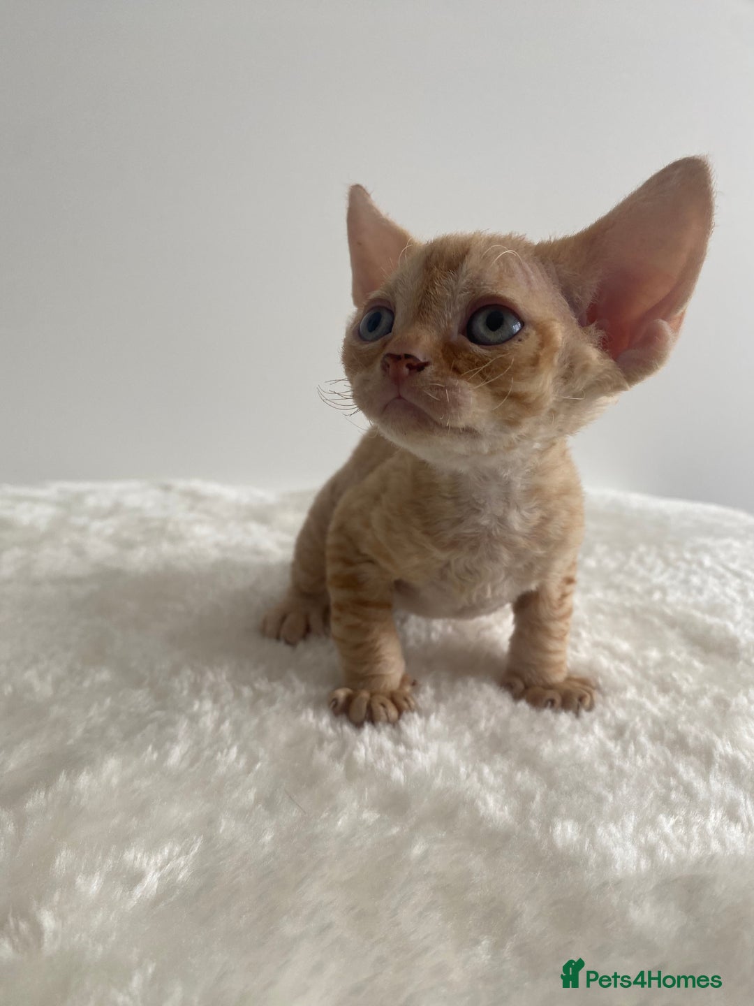 Devon Rex cats for sale: Devon Rex - Image 3