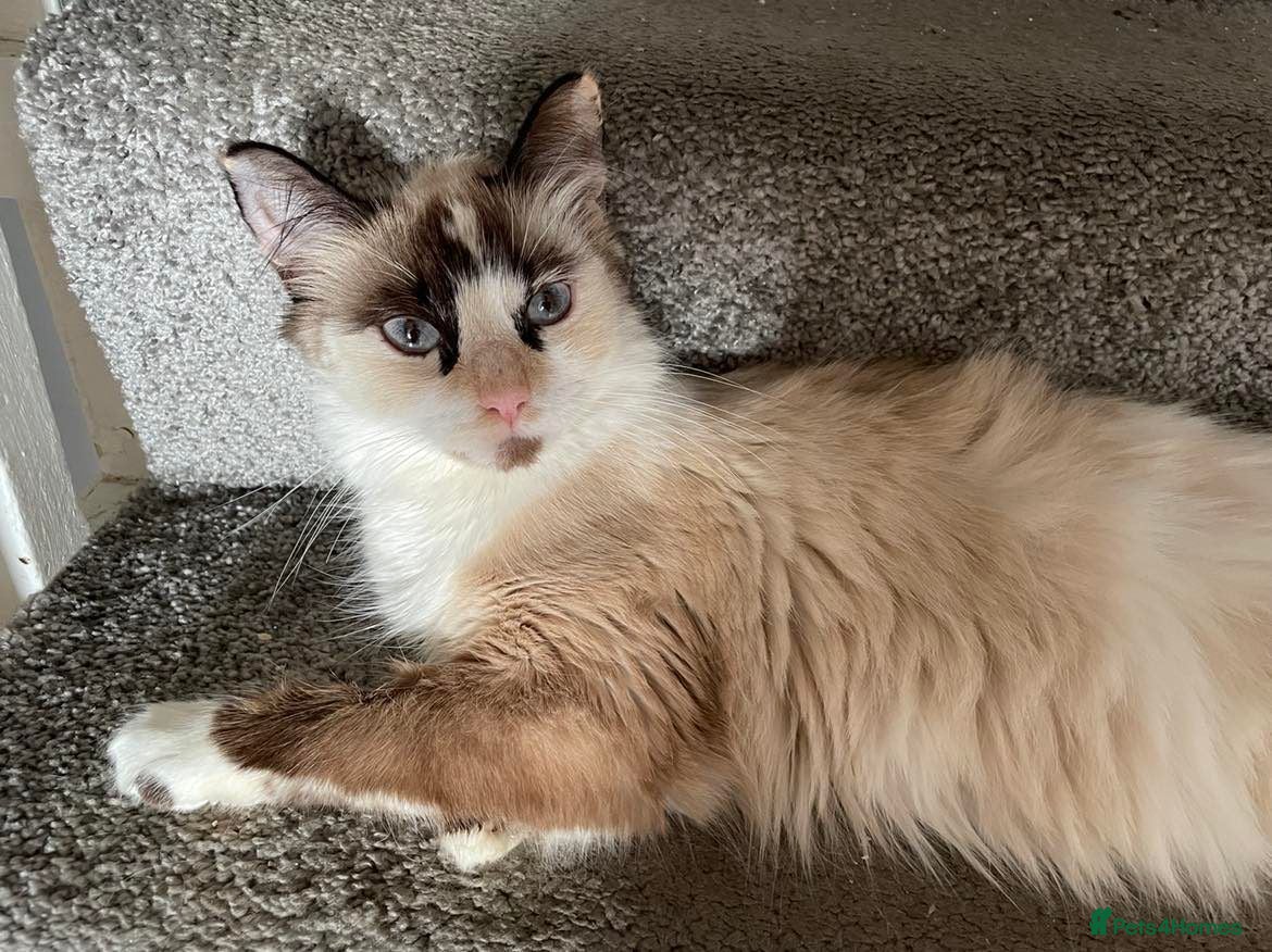 Mixed Breed cats Half Ragdoll / half Maine Coon - Advert 1