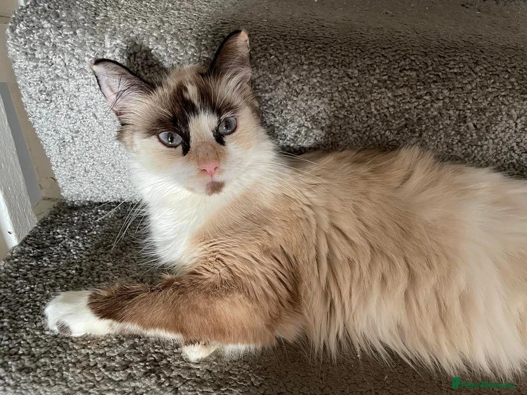 Mixed Breed cats for sale: Half Ragdoll / half Maine Coon - Advert 1