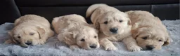 Golden Retriever dogs for sale: 1 KC girl ready for a new home! - Advert 19