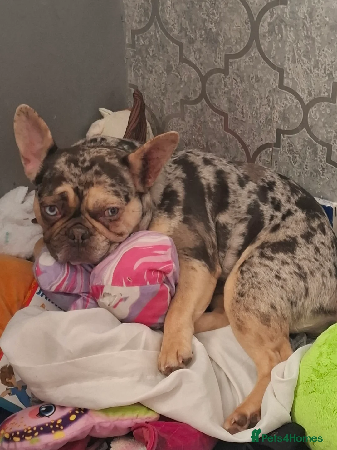 French Bulldog dogs for sale: Female French Bully Luna  in Stoke-on-Trent - Advert 2