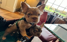 French Bulldog dogs for sale: Big Rope, Big Rope Fluffy & French Bullg - Advert 24