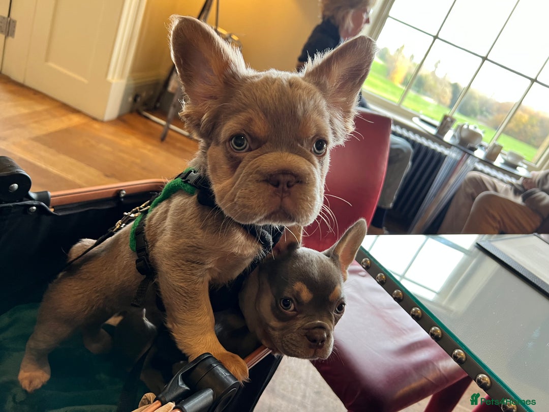 French Bulldog dogs for sale: Big Rope, Big Rope Fluffy & French Bullg - Advert 24