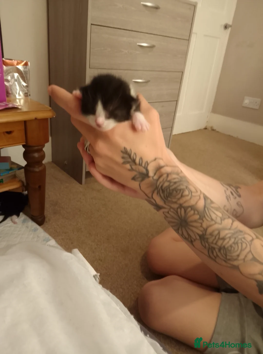Mixed Breed cats for sale: Persian x siamese - Advert 2