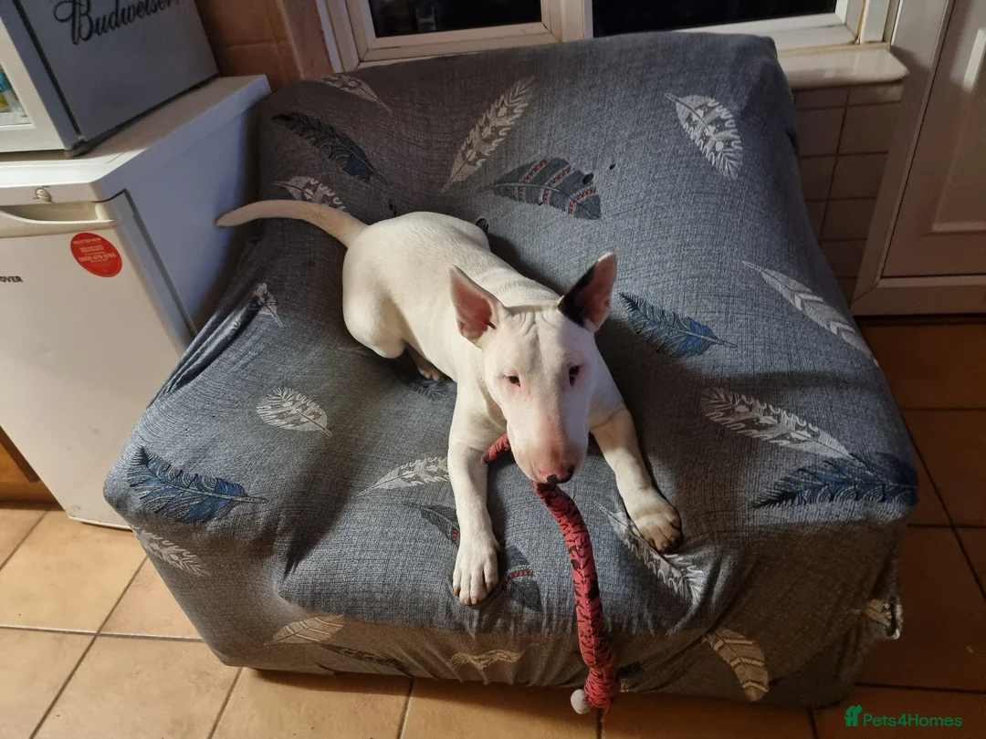 Bull Terrier dogs for sale: Bullterrier puppy  - Advert 2