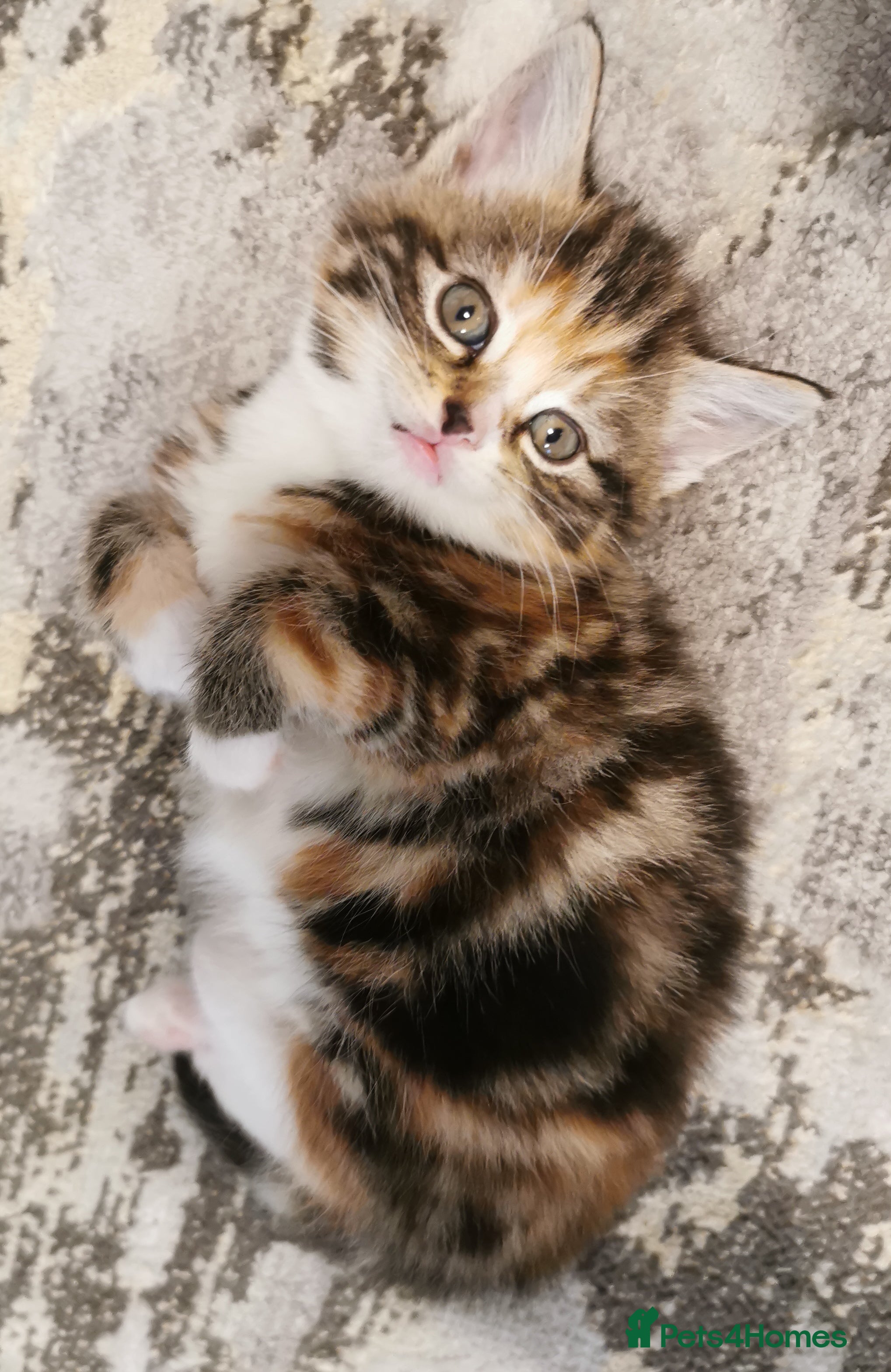 Mixed Breed cats Gorgeous kittens looking for a new home - Advert 16