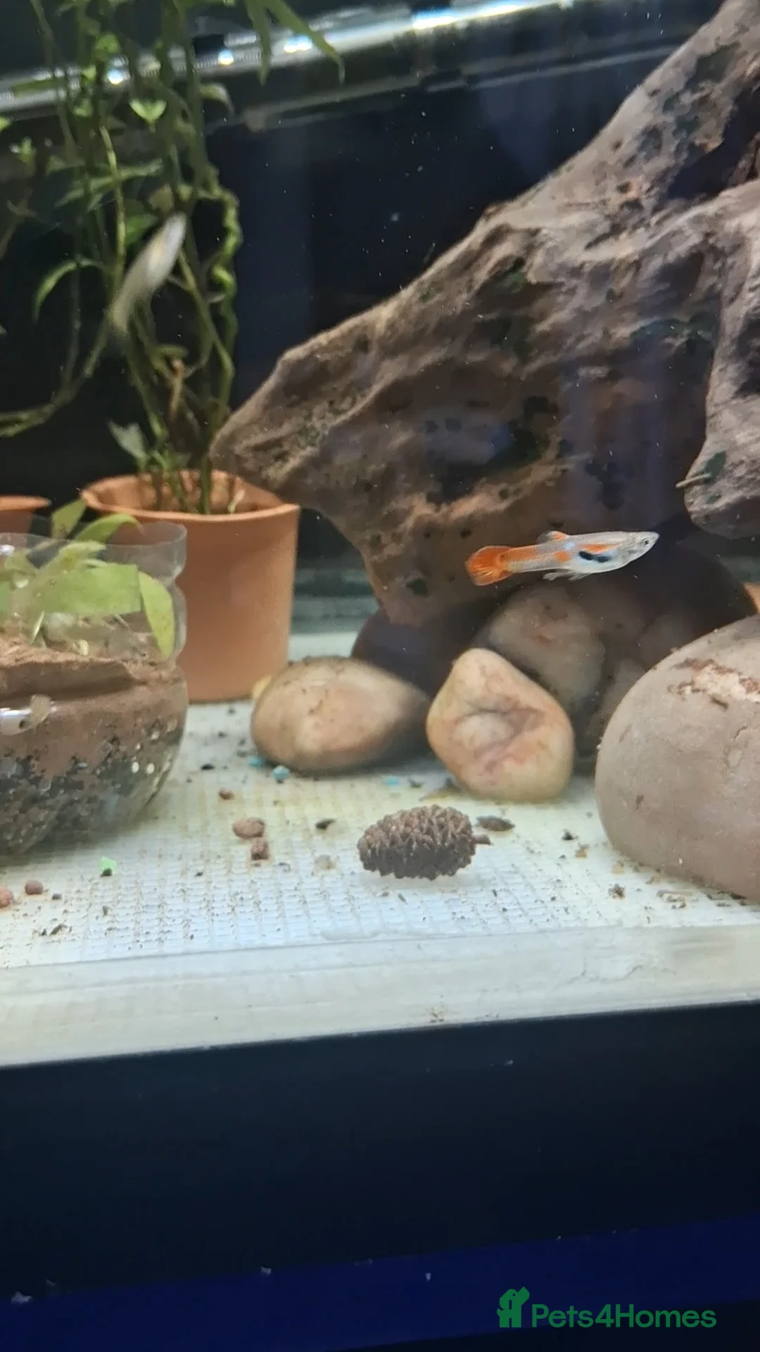 Live Bearers fish for sale: Beautiful Home-Bred Colorful Guppy Fish in Wednesbury - Advert 2