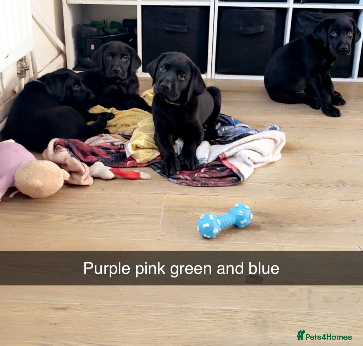 Labrador Retriever dogs 5 BLACK KC REGISTERED LABRADORS FOR SALE  - Advert 13