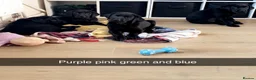Labrador Retriever dogs for sale: 5 BLACK KC REGISTERED LABRADORS FOR SALE  - Advert 2
