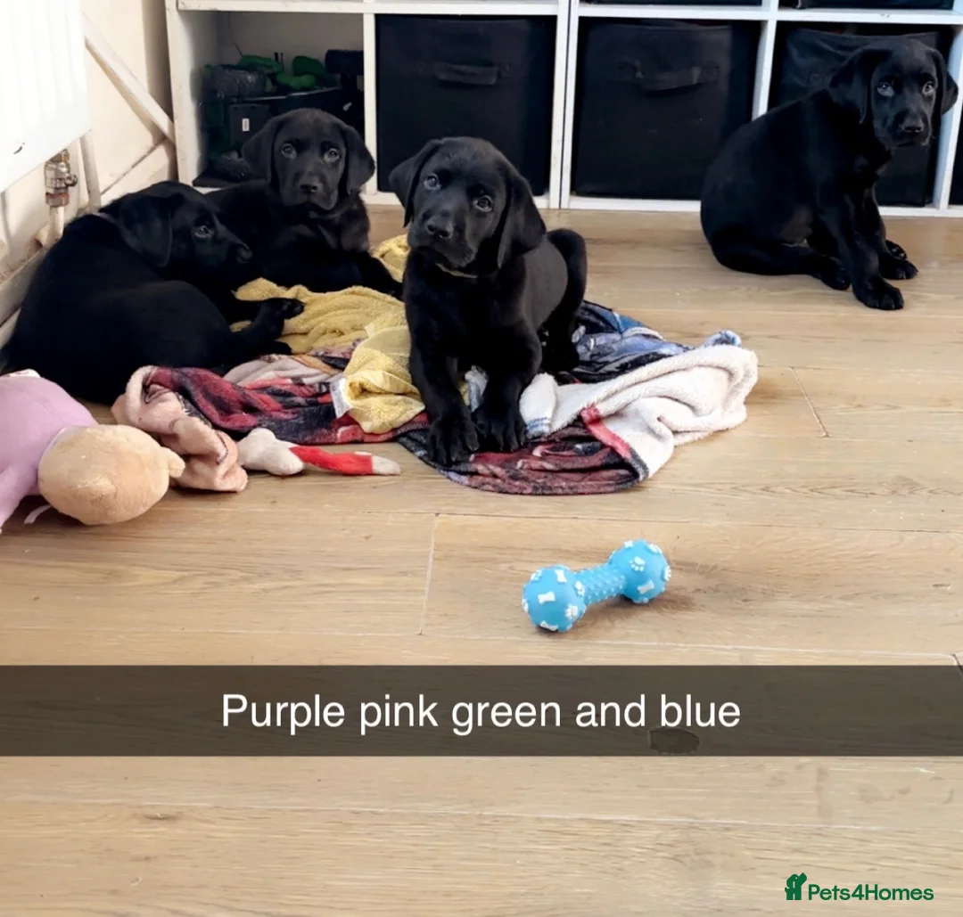 Labrador Retriever dogs for sale: 5 BLACK KC REGISTERED LABRADORS FOR SALE  - Advert 2