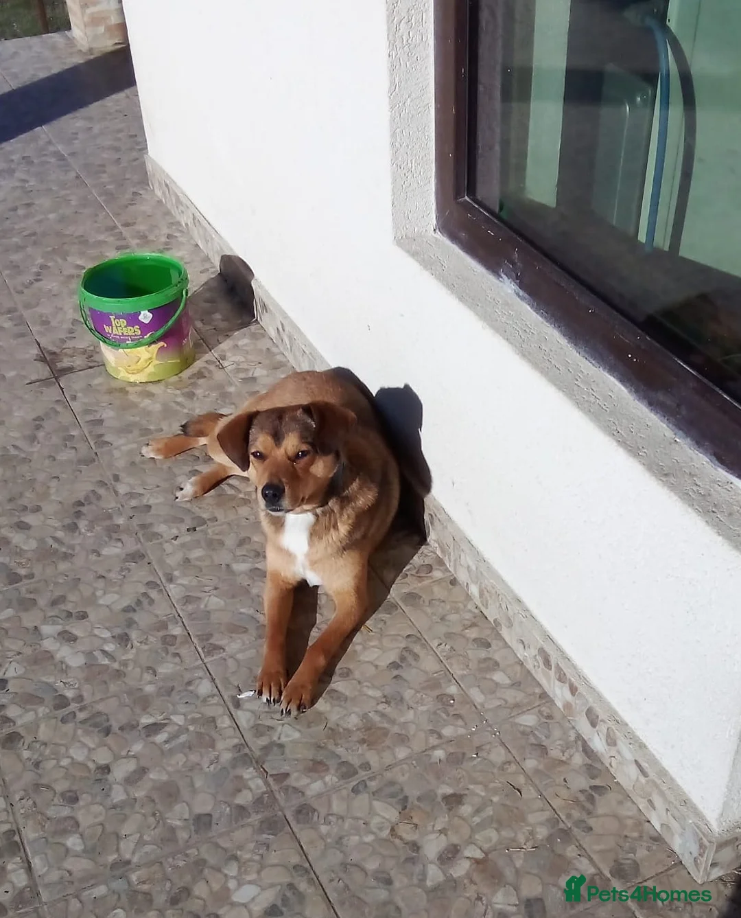 Mixed Breed dogs for adoption: ✨FOUND ON THE STREET, READY FOR HER SECOND CHANCE✨ - Advert 2