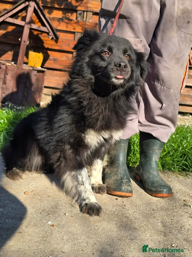 Mixed Breed dogs Raven - Advert 1