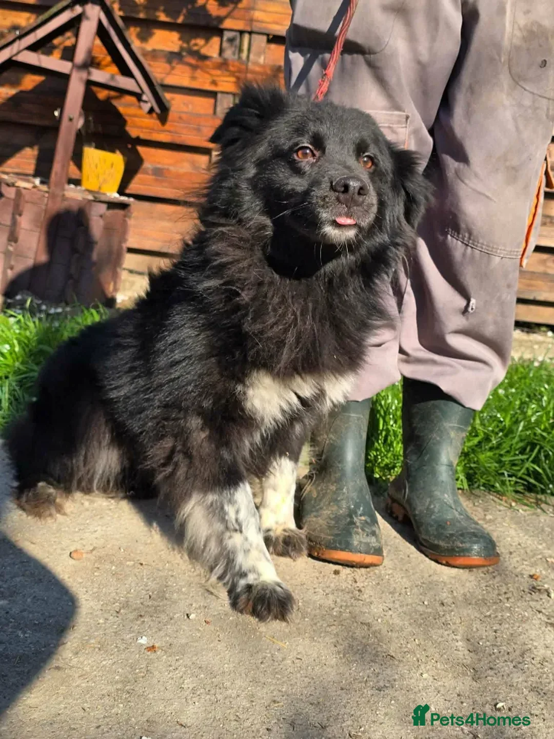 Mixed Breed dogs for adoption: Raven - Advert 1