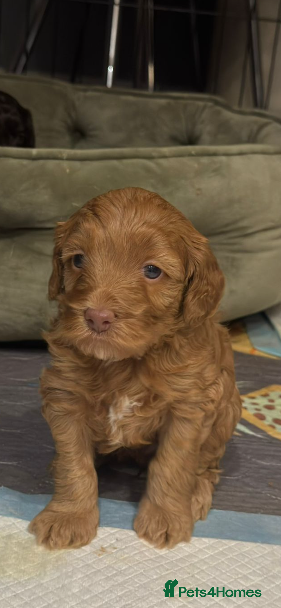 Cockapoo dogs for sale: STUNNING F2 cockapoo puppies for sale  - Advert 11