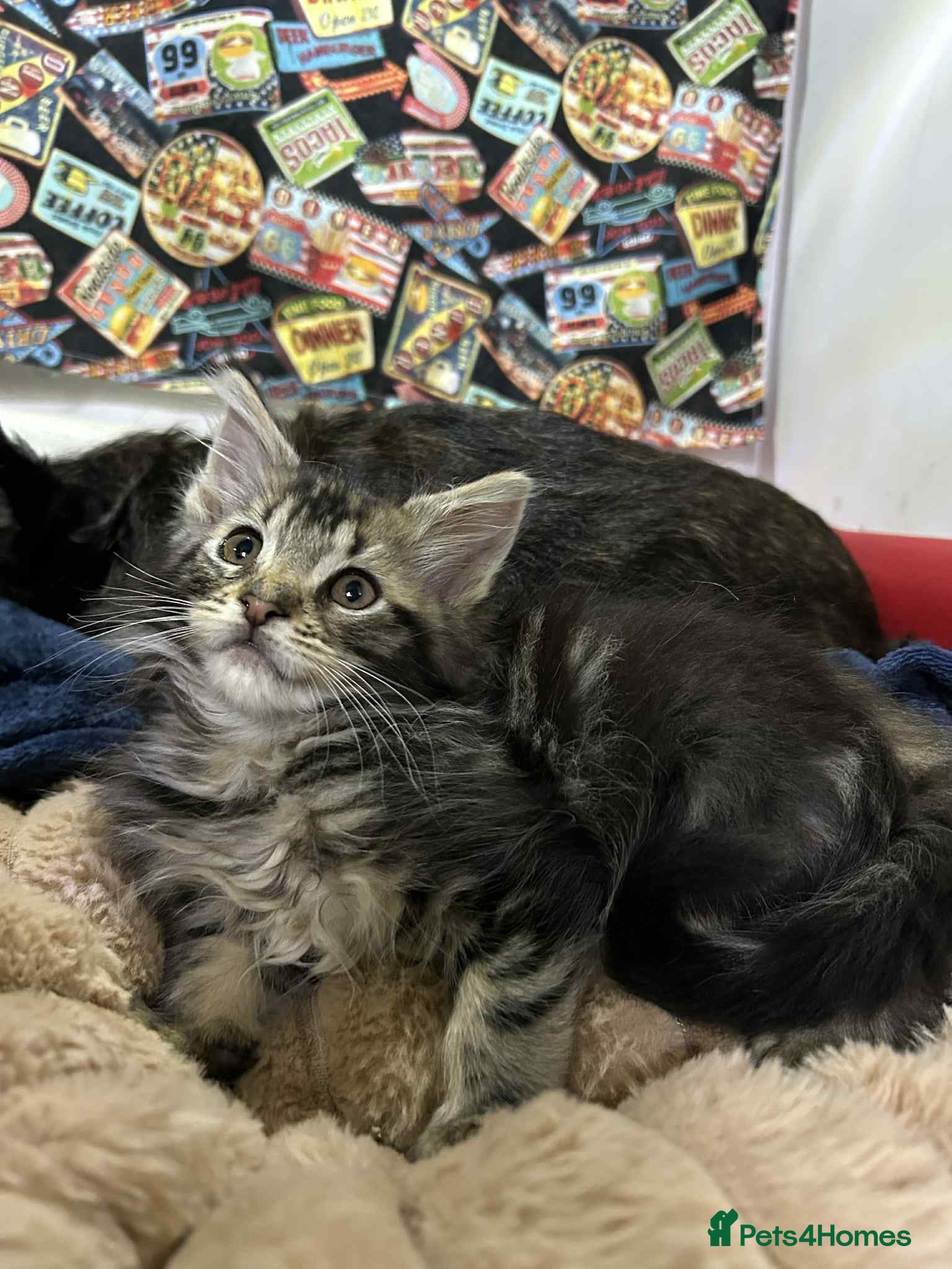 Maine Coon cats Maine coon kittens  - Advert 18