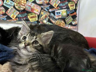 Maine Coon cats Maine coon kittens - Advert 10