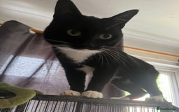 Domestic Shorthair cats for sale: Black and white cat  - Image 2
