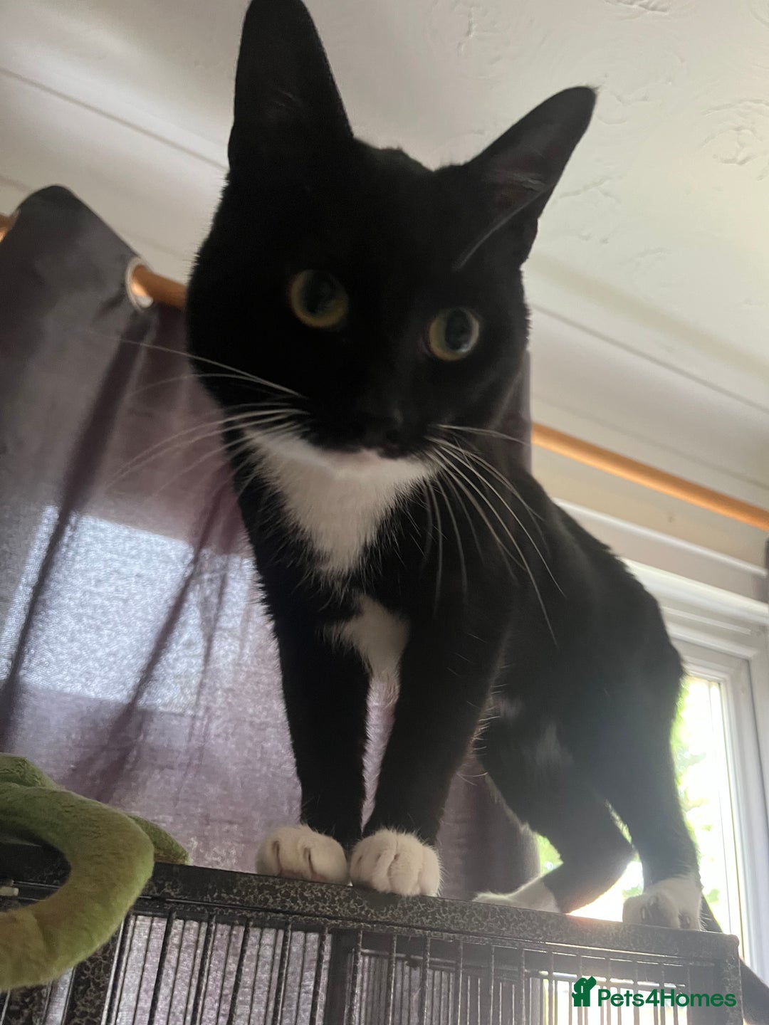 Domestic Shorthair cats for sale: Black and white cat  - Image 2