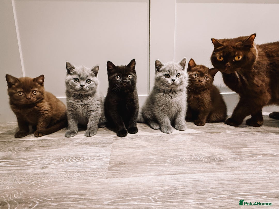 British Shorthair cats for sale: Last Blue boy British shorthair kitten GCCF - Image 18