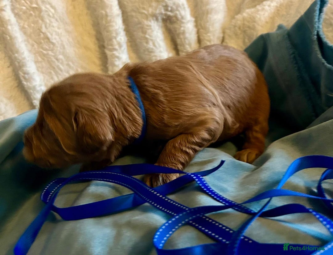 Labradoodle dogs for sale: 🥰 Cute Miniature labradoodle Pups 💖💕 - Advert 16