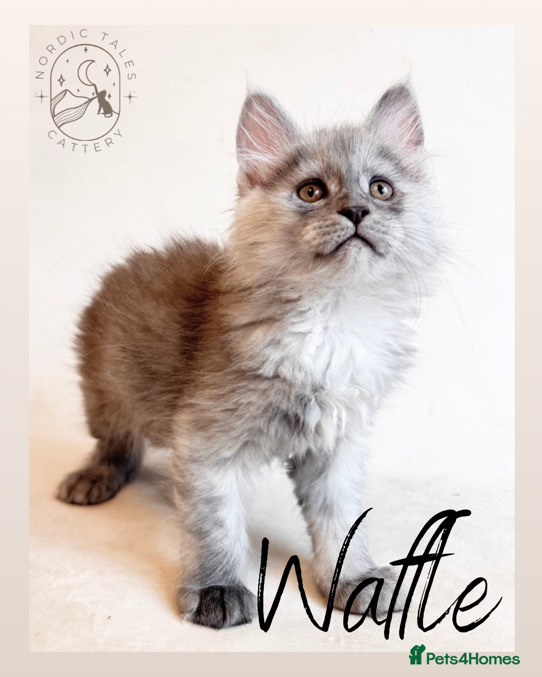 Maine Coon cats for sale: High Smoke, Smoke & Tabby Maine Coons - Advert 4