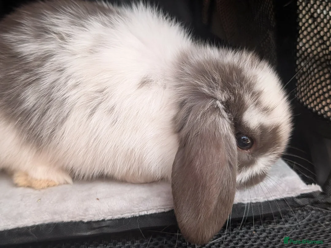 Mini Lop rabbits for sale: Beautiful litter of Mini lop bunnies  - Advert 20